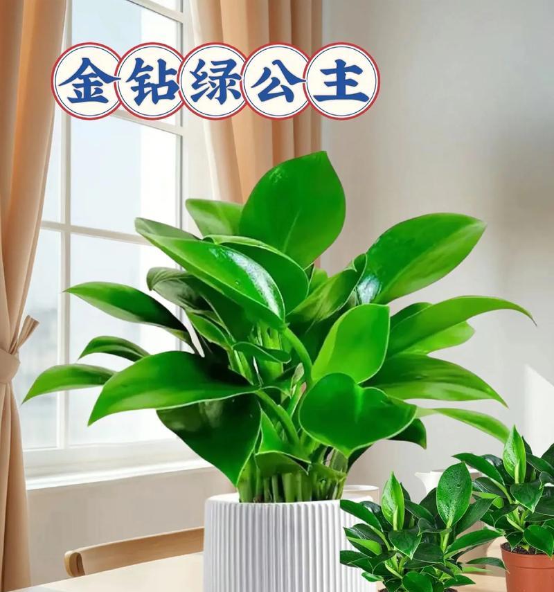 钻石翡翠植物的养护方法是什么？如何保持其美观？