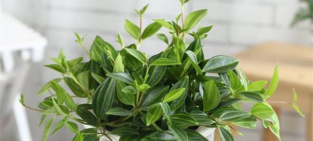 钻石翡翠植物的养护方法是什么？如何保持其美观？