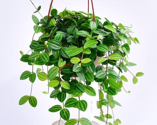 钻石翡翠植物的养护方法是什么？如何保持其美观？