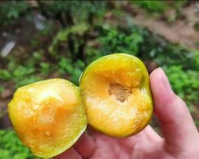 蚂蜂可以嫁接哪些花卉植物？嫁接过程中的注意事项有哪些？