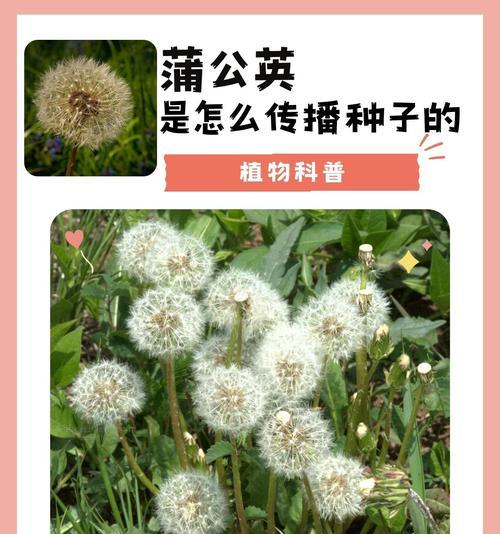 植物如何传播种子？