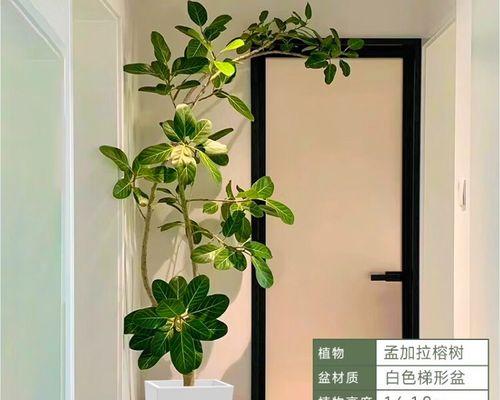 特大盆栽专用盆有何特别之处？它适合种植哪些类型的植物？