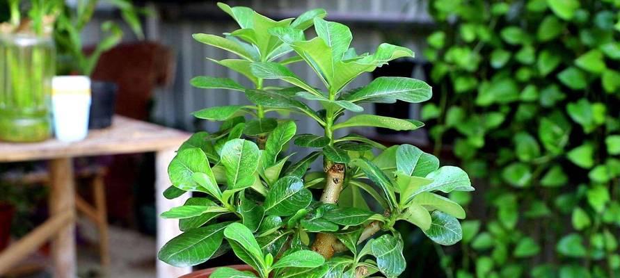 红玫瑰花苞假花的养护方法是什么？