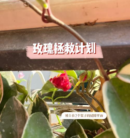 红玫瑰花苞假花的养护方法是什么？