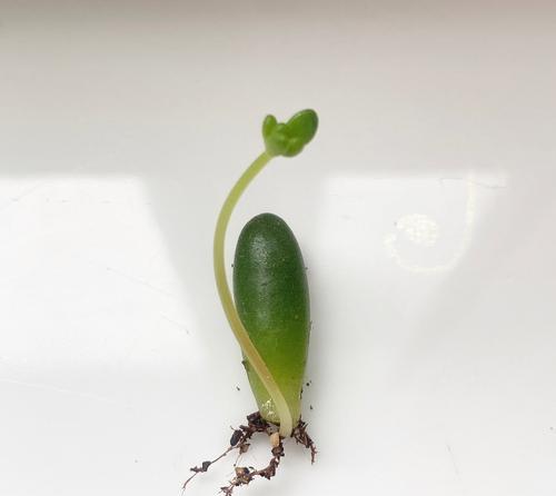 多肉植物虹之玉的养护方法是什么？如何避免其徒长？