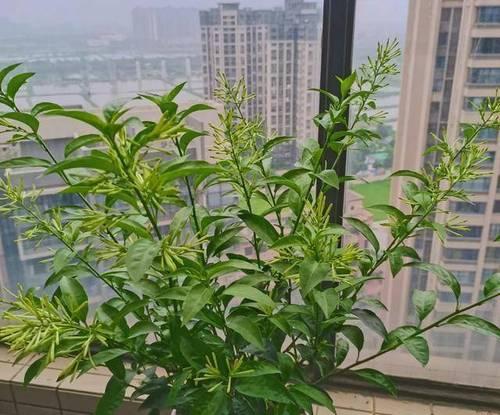 床头适合放置哪些植物？这些植物对睡眠有何益处？