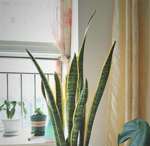 床头适合放置哪些植物？这些植物对睡眠有何益处？