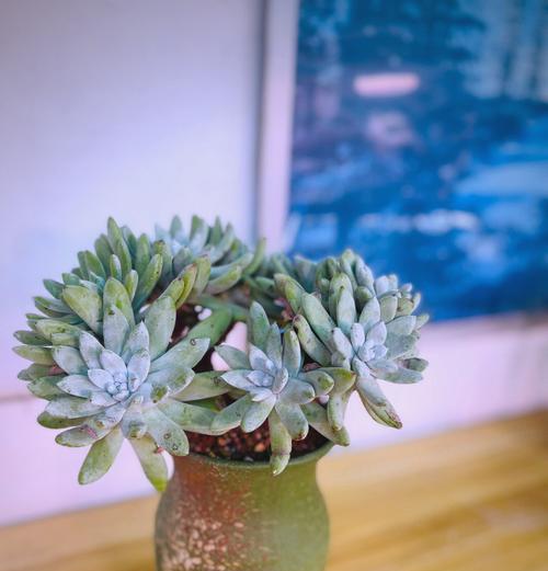 床头适合放置哪些植物？这些植物对睡眠有何益处？