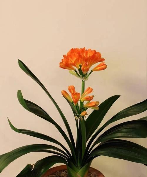 客厅适合摆放哪些植物花卉？