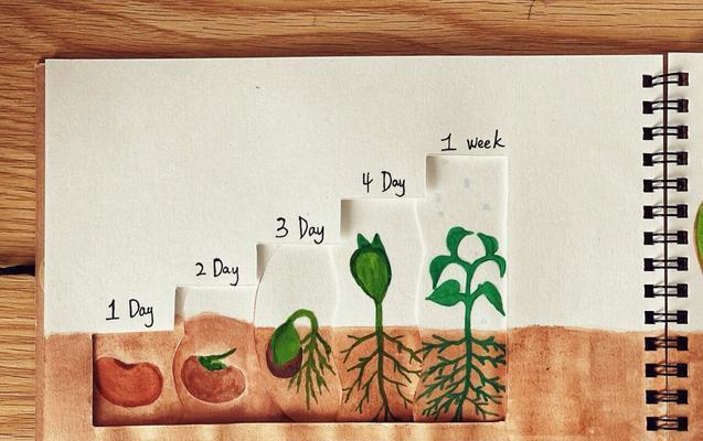 植物在哪英语怎么说？如何用英语描述植物？