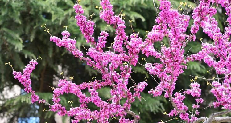 紫荆花是草本还是木本花卉？