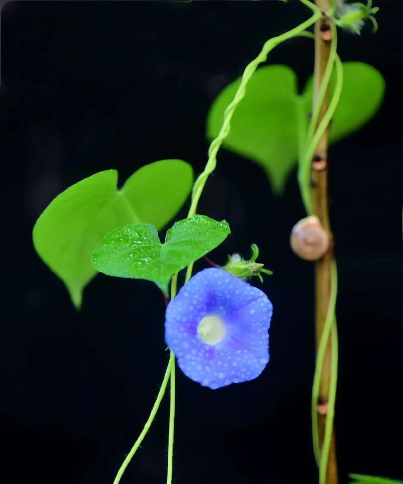 牵牛花的花语是什么？牵牛花在植物中象征着什么？