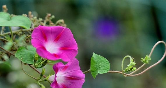 牵牛花的花语是什么？牵牛花在植物中象征着什么？