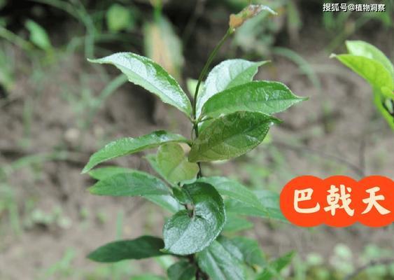 哪种植物比人参更珍贵？这种植物的价值何在？