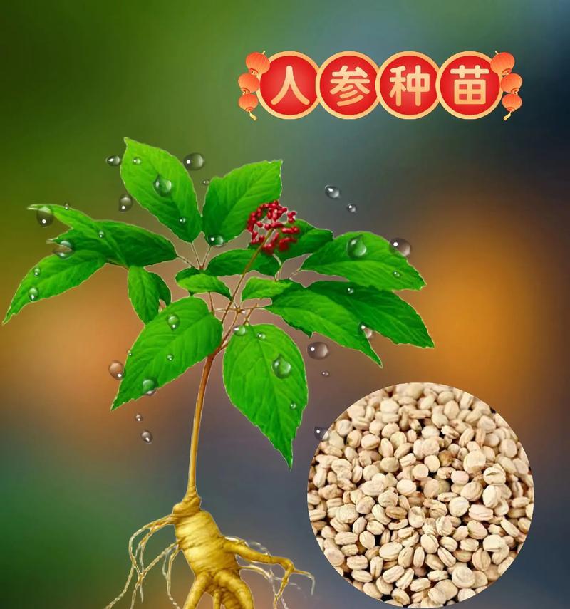 哪种植物比人参更珍贵？这种植物的价值何在？