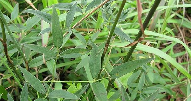 哪种植物比人参更珍贵？这种植物的价值何在？