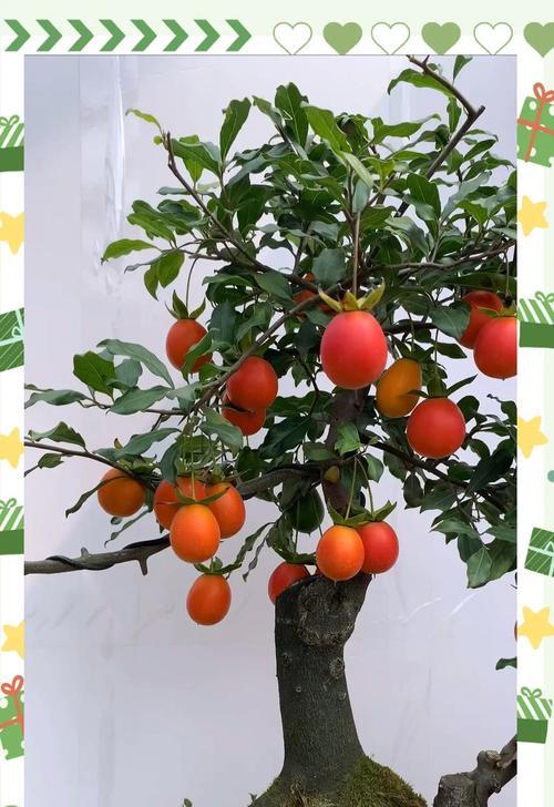 柿科植物包括哪些种类？它们有哪些共同特征？