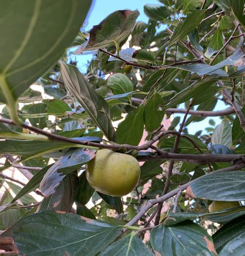 柿科植物包括哪些种类？它们有哪些共同特征？