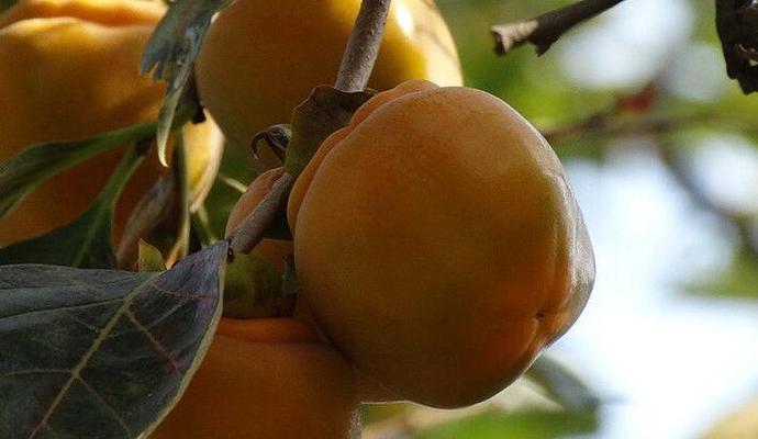 柿科植物包括哪些种类？它们有哪些共同特征？