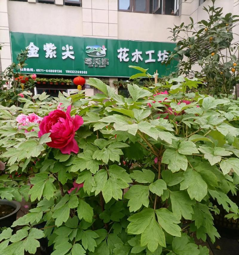 青梅康乃馨盆栽怎么养护和管理？青梅康乃馨的养殖技巧有哪些？
