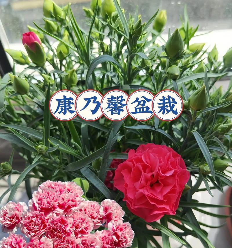 青梅康乃馨盆栽怎么养护和管理？青梅康乃馨的养殖技巧有哪些？
