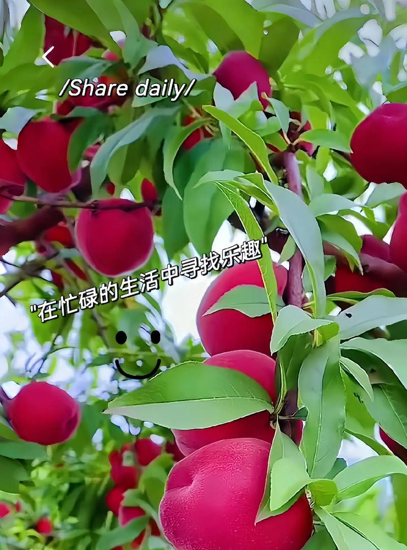 桃树老桩嫁接的方法是什么？嫁接后如何进行养护？