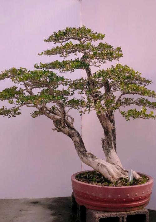 盆栽排名第一名的植物是什么？它有何特别之处？
