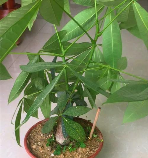 冬季植物浇水的正确时机是什么时候？