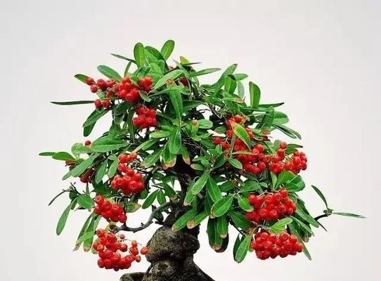 冬季植物浇水的正确时机是什么时候？