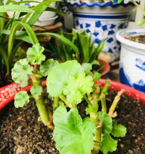 冬季植物浇水的正确时机是什么时候？