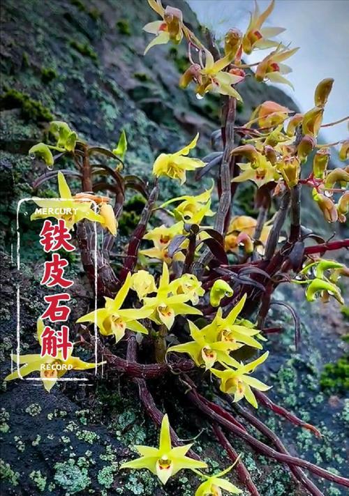 太浮山有哪些珍稀动植物？如何保护它们？