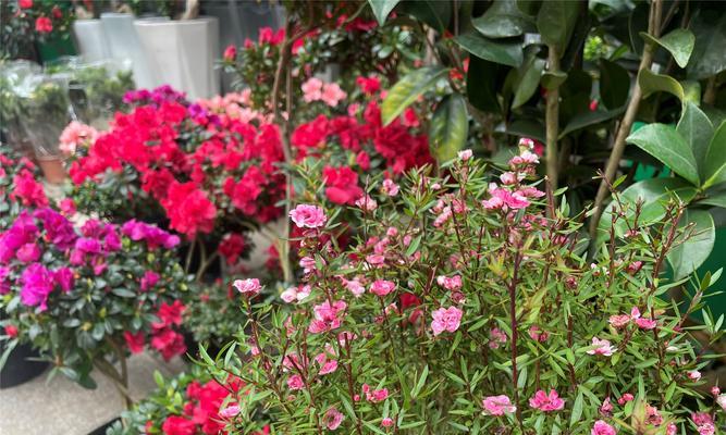沁水湾附近有哪些花卉市场？花卉市场的特色是什么？