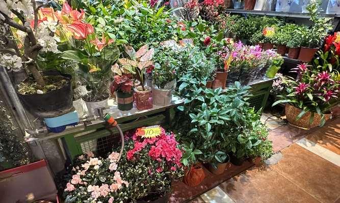 沁水湾附近有哪些花卉市场？花卉市场的特色是什么？