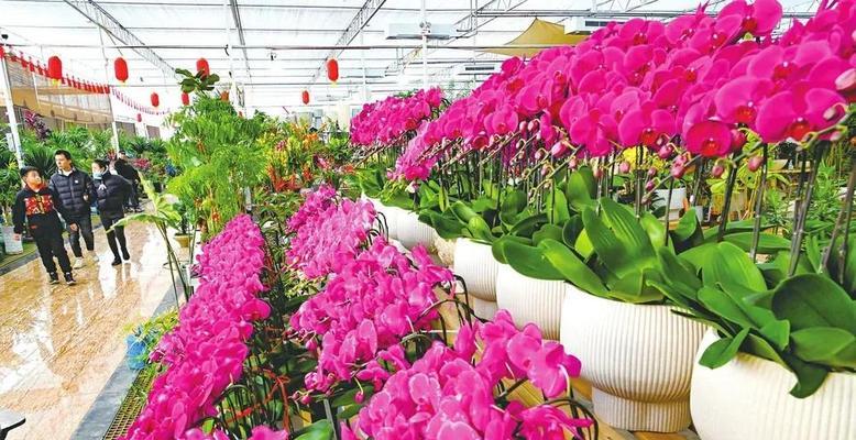 沁水湾附近有哪些花卉市场？花卉市场的特色是什么？