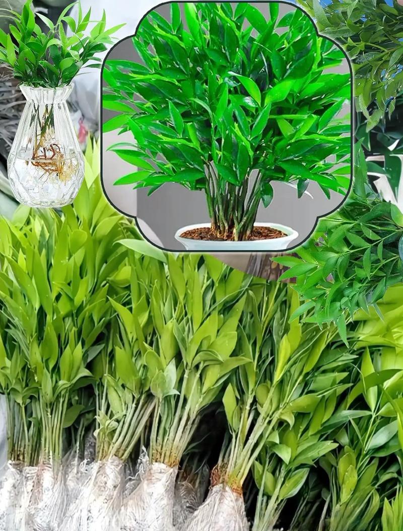 哪些植物适合水培种植？水培植物的养护要点是什么？