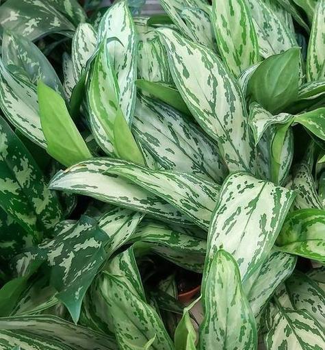 哪些植物适合水培种植？水培植物的养护要点是什么？