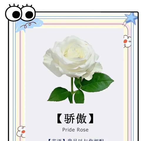 白玫瑰九朵的含义和象征是什么？