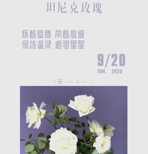 白玫瑰九朵的含义和象征是什么？