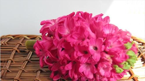 红色风信子的花语有哪些？