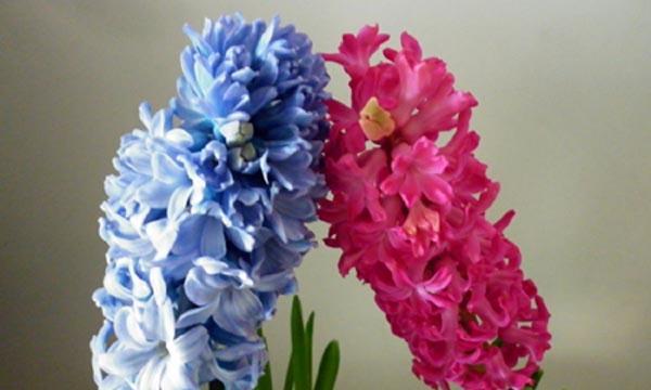 红色风信子的花语有哪些？