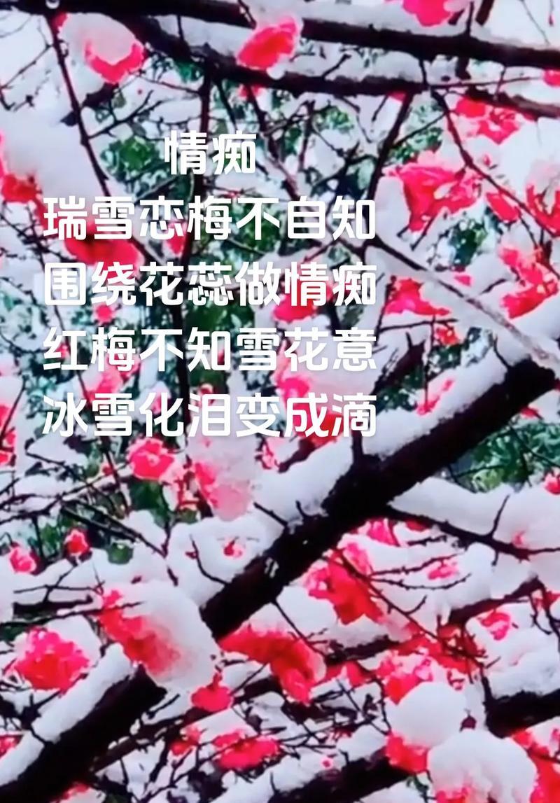 一白一红玫瑰的含义是什么？