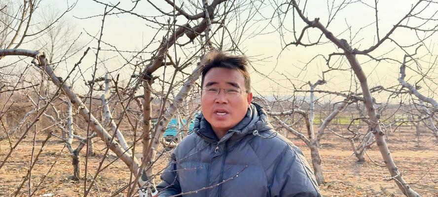 观赏桃树果树养护要点是什么？如何提高果实品质？