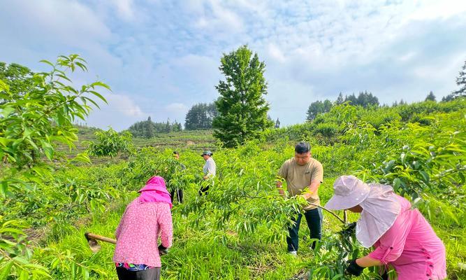 观赏桃树果树养护要点是什么？如何提高果实品质？
