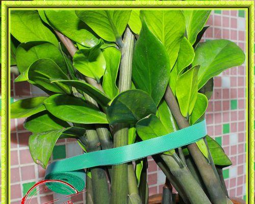 透明绑带植物有哪些？它们的生长环境和特点是什么？