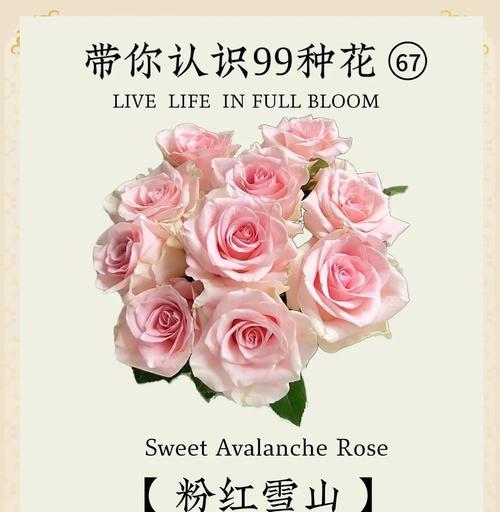 老公送粉色玫瑰有何寓意？粉色玫瑰代表什么？