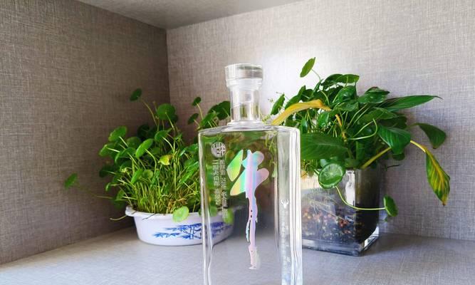 透明绑带植物有哪些？它们的生长环境和特点是什么？