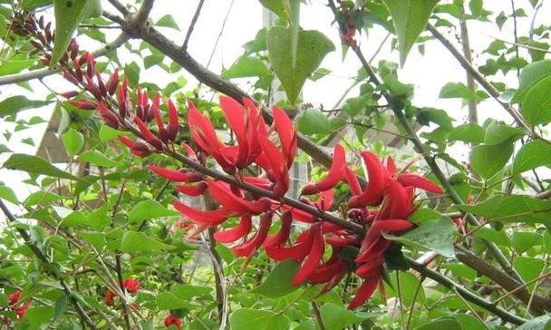 红色花树的养护技巧是什么？如何正确养殖红色花树？