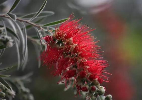 红色花树的养护技巧是什么？如何正确养殖红色花树？