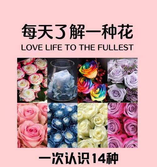 “不给种玫瑰花”是什么意思？它在表达什么？