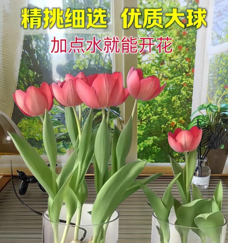 水培花卉室内水养大件有哪些？如何选择？